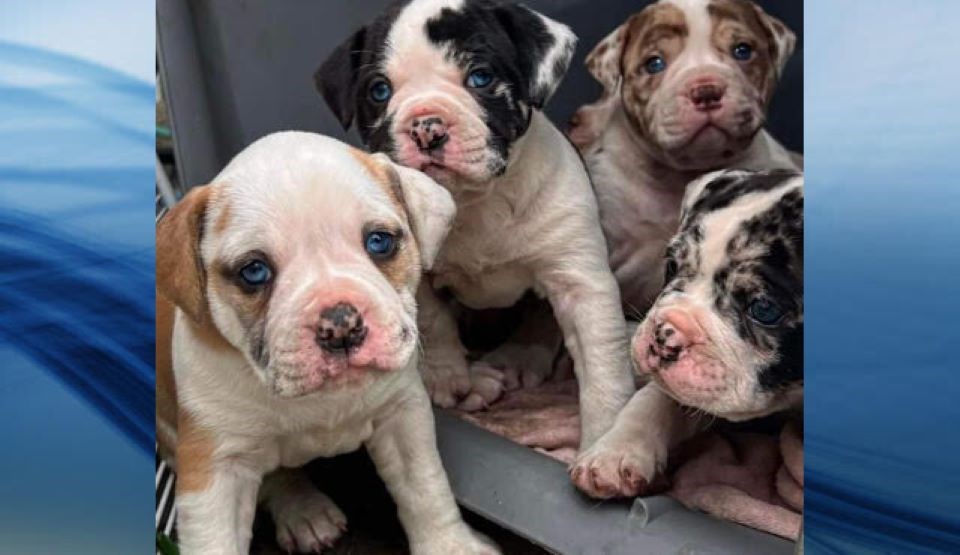 puppiesbreederclaim