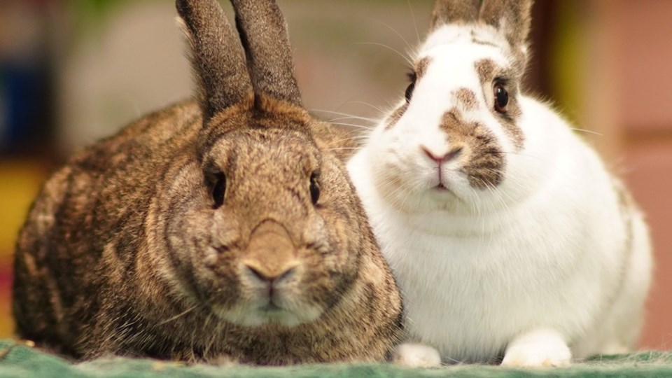rabbitatsrescue