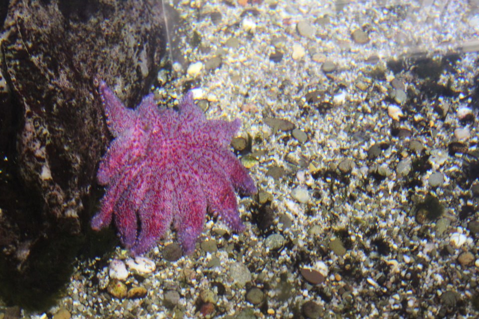 seastarinwater