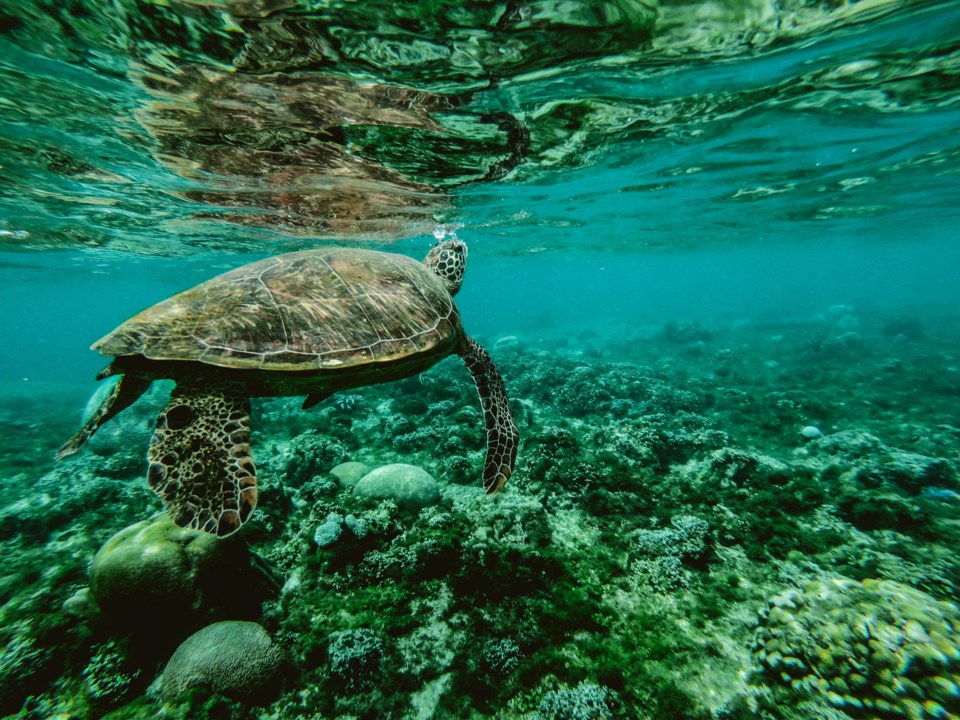 seaturtlespexels