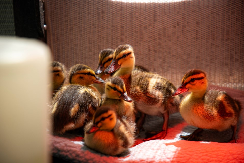 wrsducklings