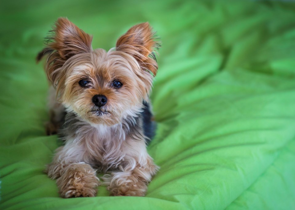 yorkshireterrier