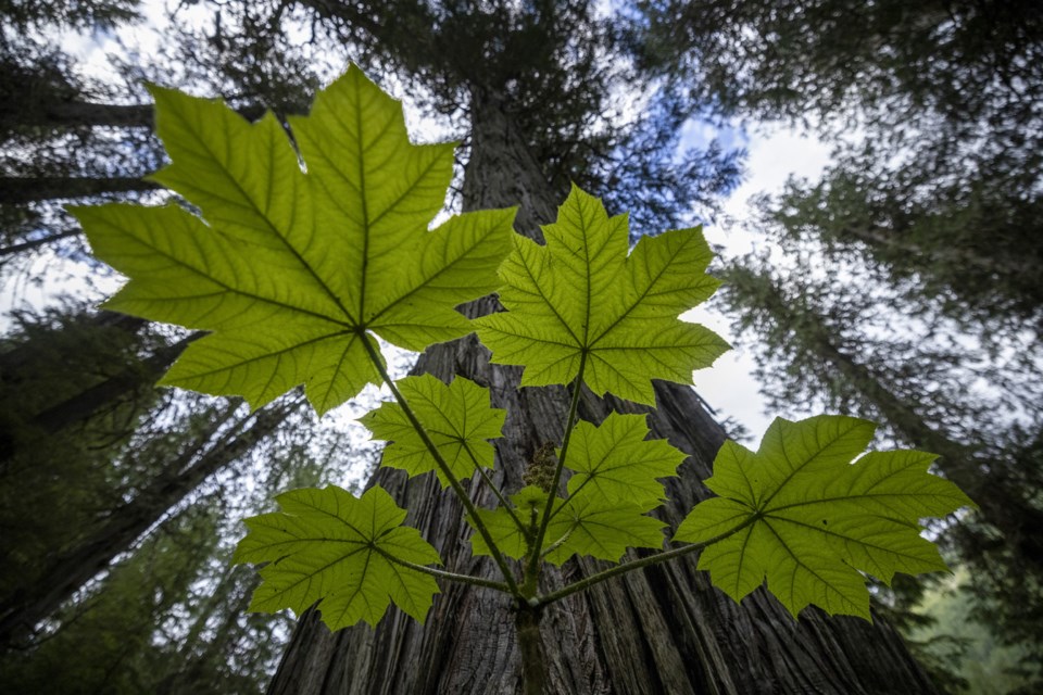 The Nature Conservancy of Canada is celebrating the protection of 75,000 hectares in the Incomappleux Valley in southeastern British Columbia.