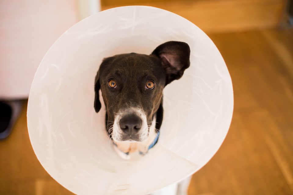 dog-cone