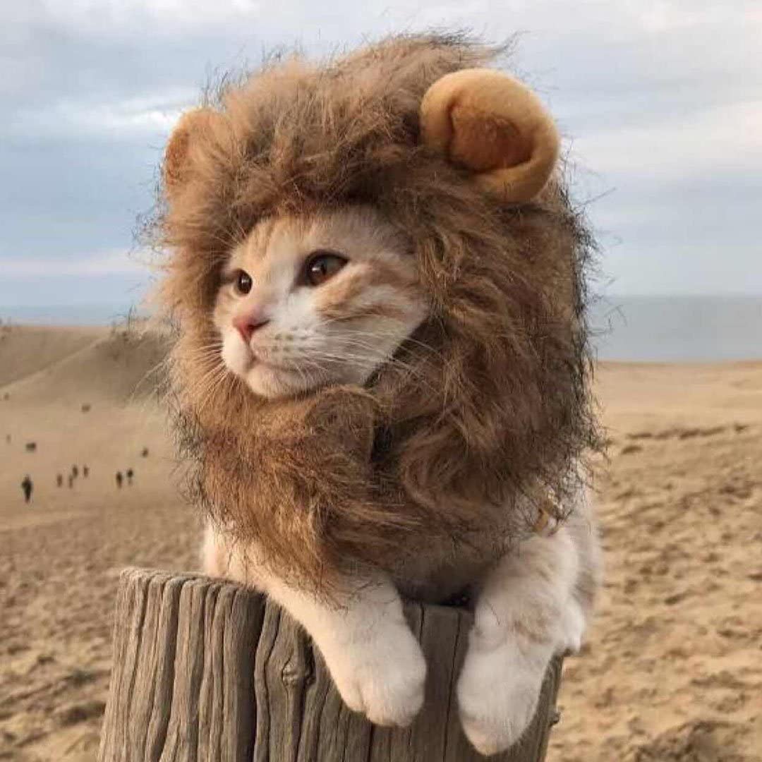 Cat lion costume