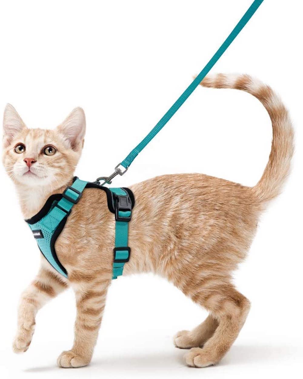 Cat harness