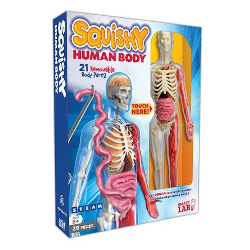 spongy human body