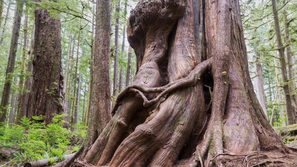 giant-cedar-nearportrenfrew-creditautumnskyphotographygettyimages
