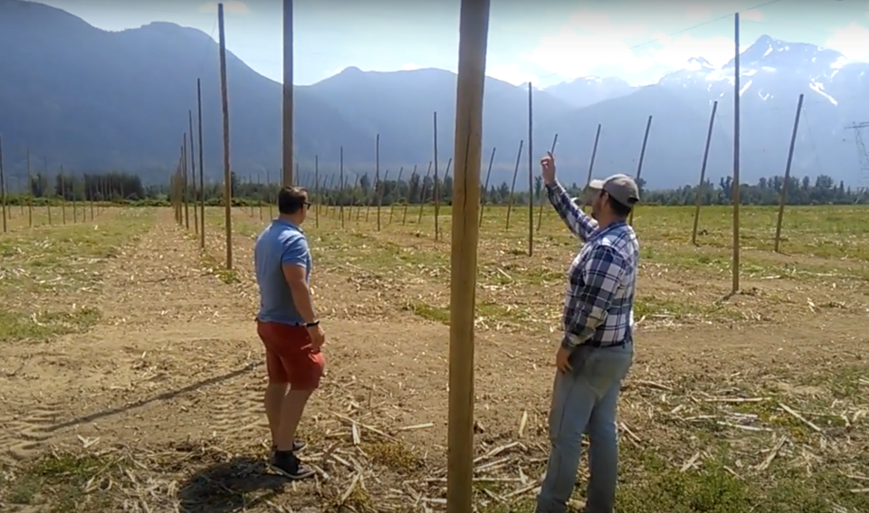 fraser-valley-hops-farm