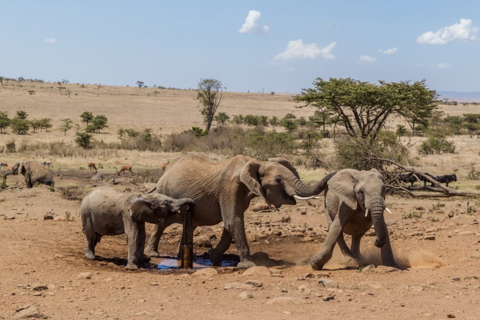 africanelephantindrought