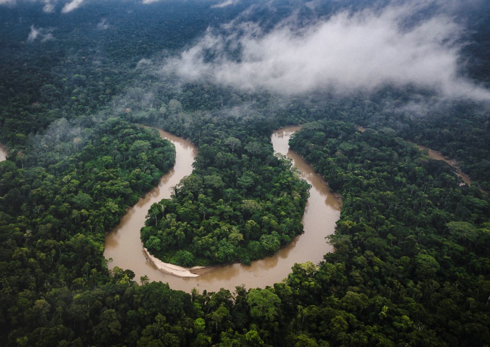 Amazonforests