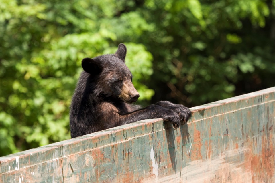 beartrashone