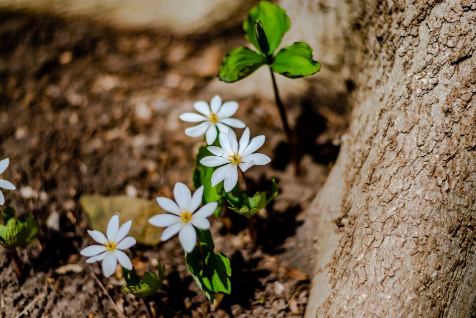 bloodrootflowers