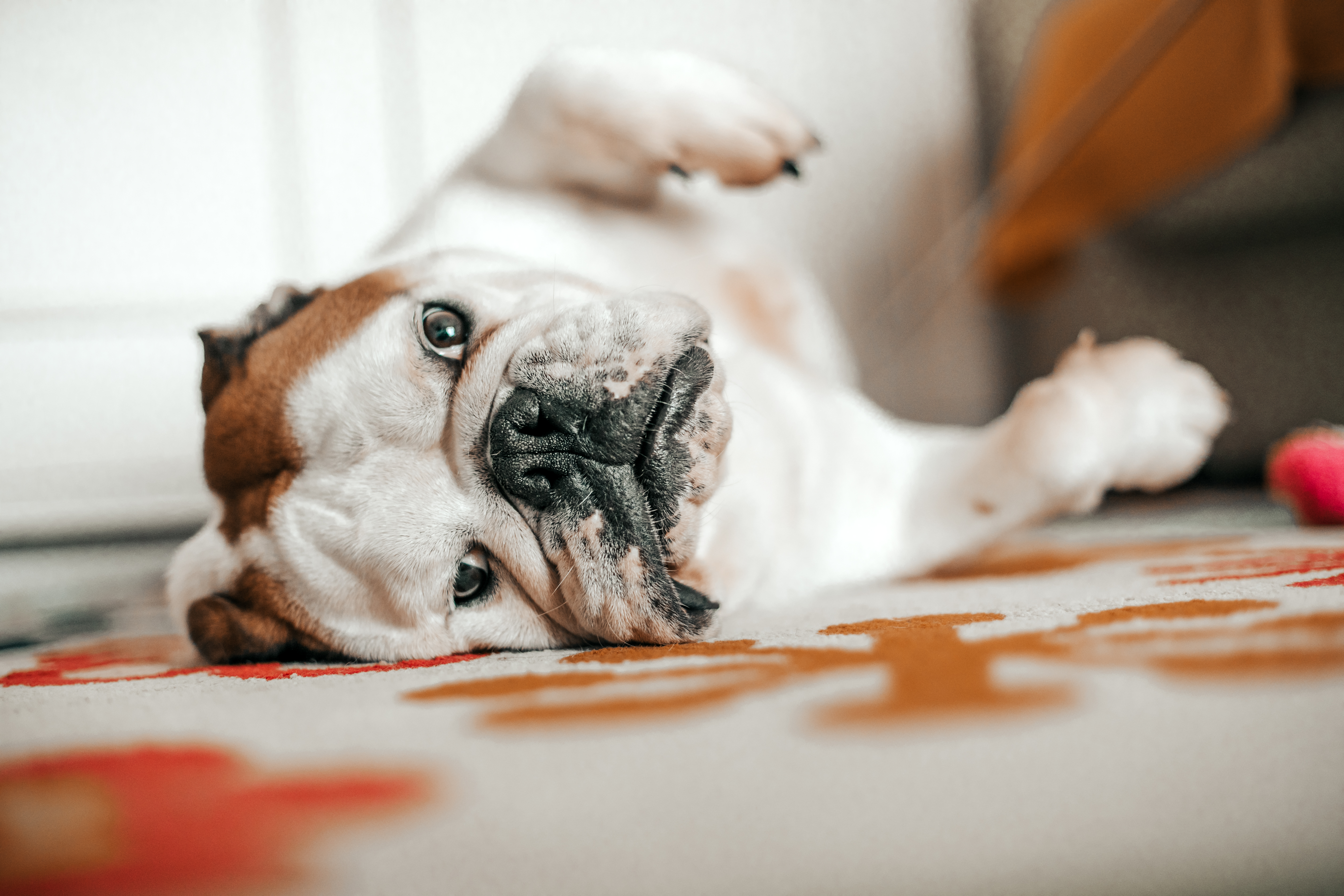 Richmond sales spca bc