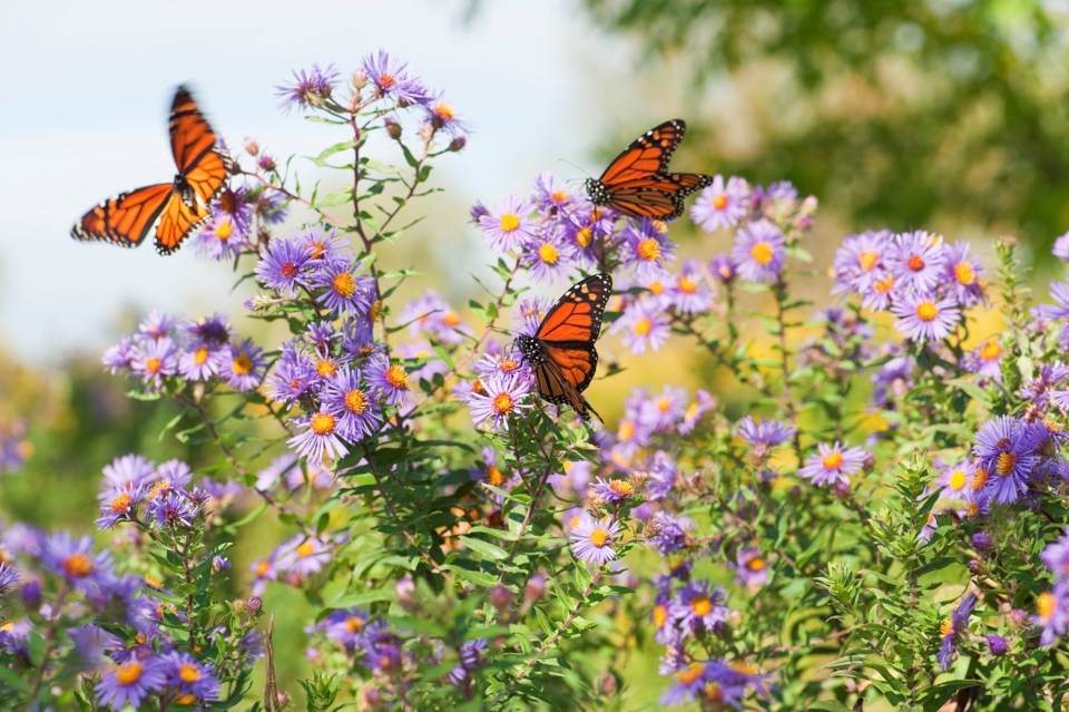 butterflies