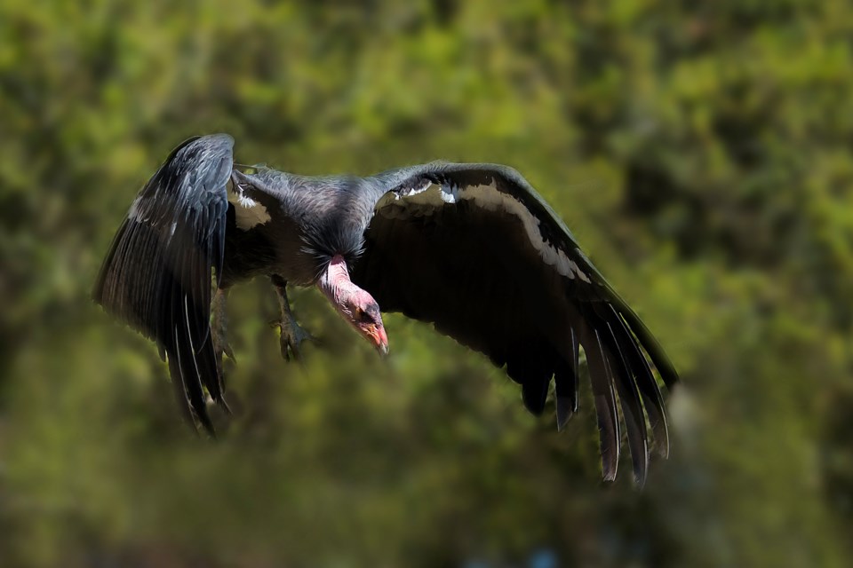 californiacondor