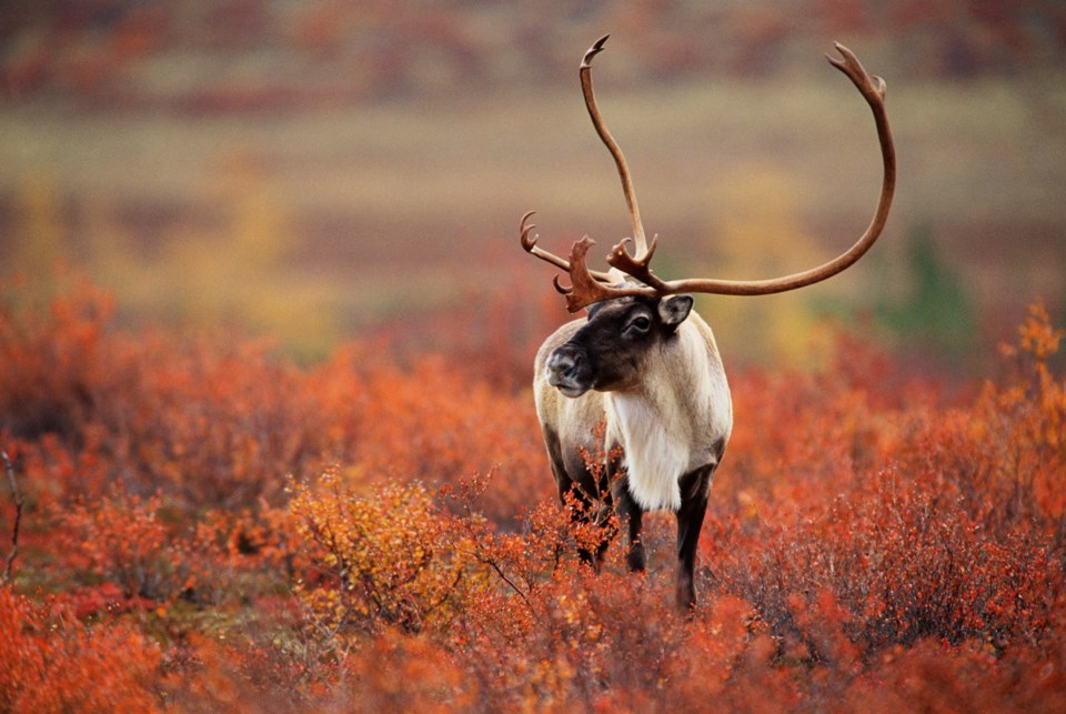 CaribouonArcticTundra