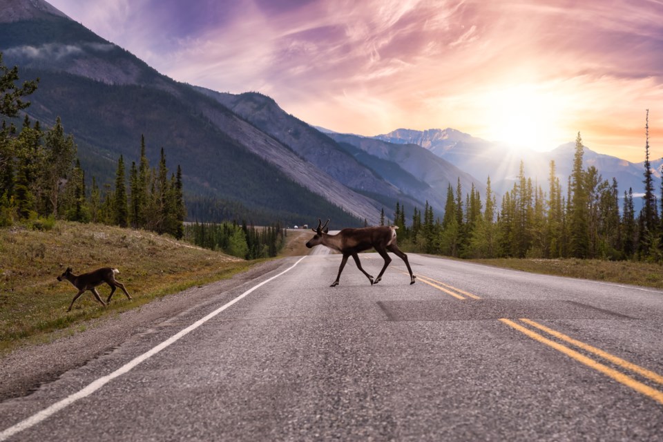 carriboucrossingtheroadbanff