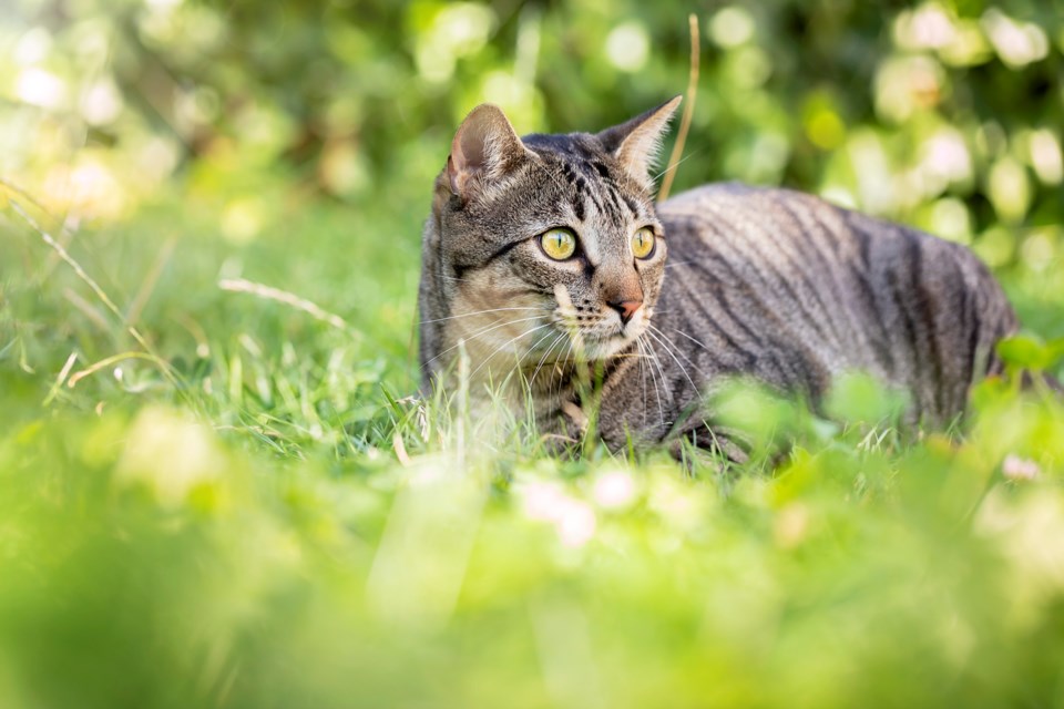 cat in grass