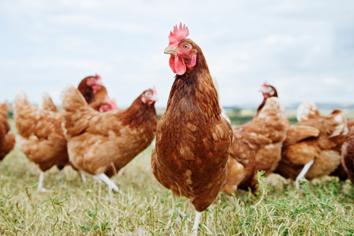 Se ha encontrado H5N1 en una parvada de aves de corral de Richmond