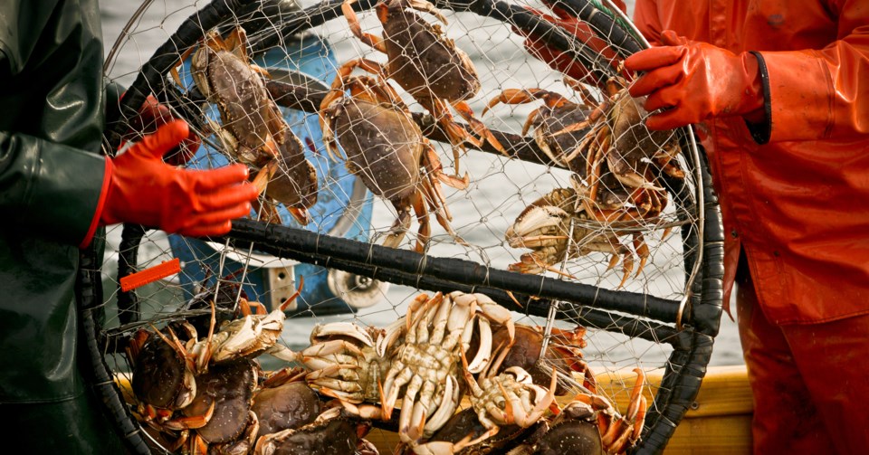 crabs in net
