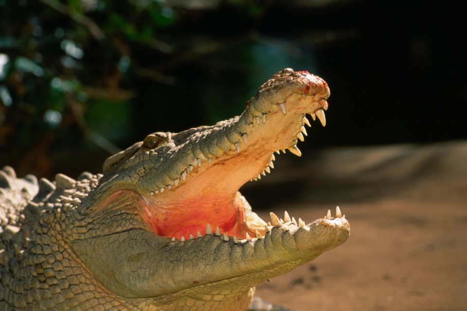 crocodiles