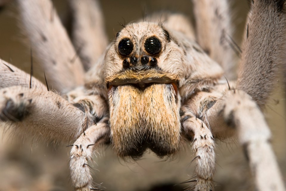 Wolf spiders move quickly around a room but they aren't harmful.