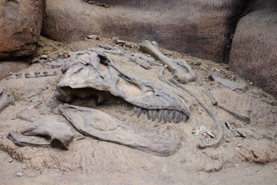 dinosaurfossils