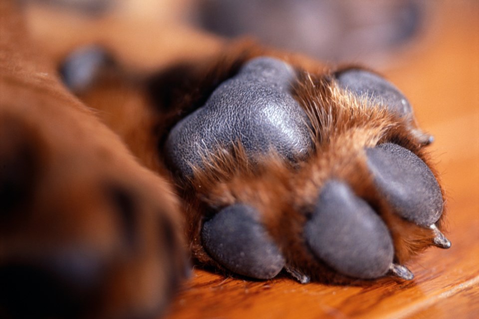 dog paw