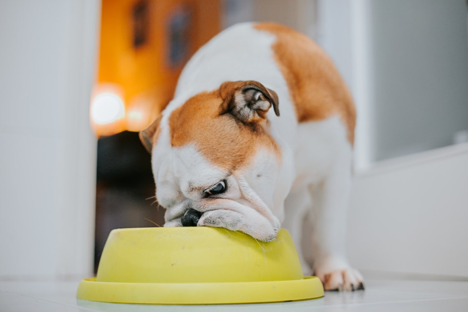Grain free dog food for bulldogs deals
