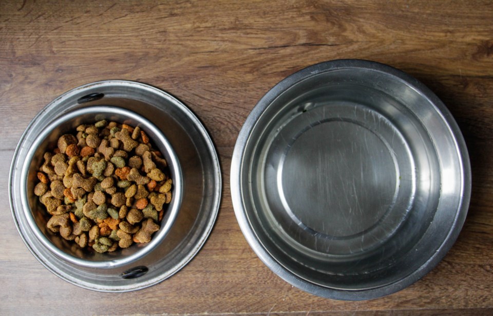 dogfoodbowls