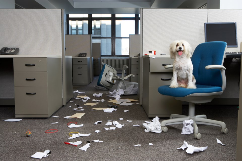 doginofficewithmess