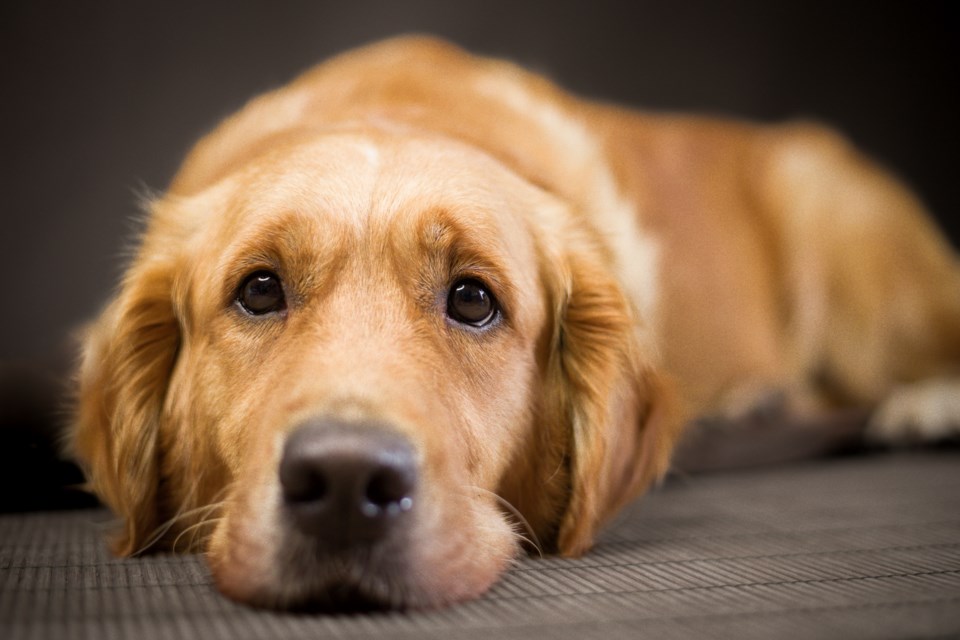 goldenretrieverdog