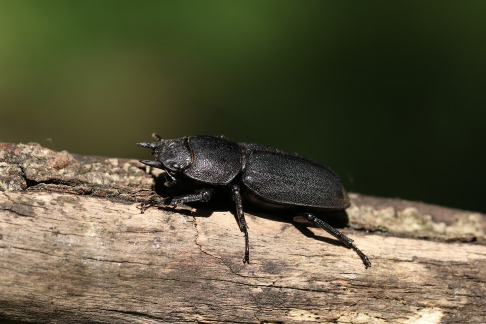 groundbeetles