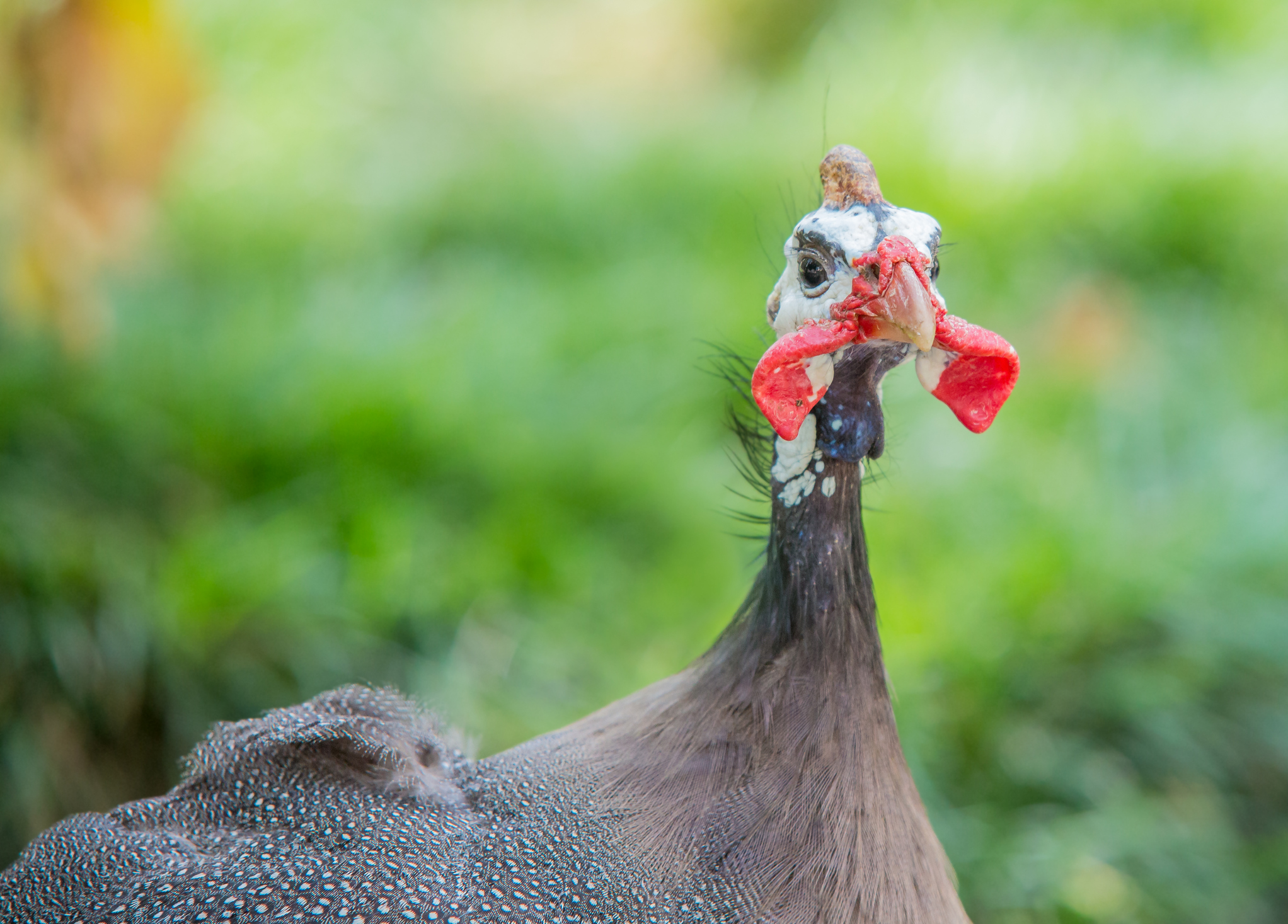 Court allows B.C. woman to keep guinea fowl hens as pets