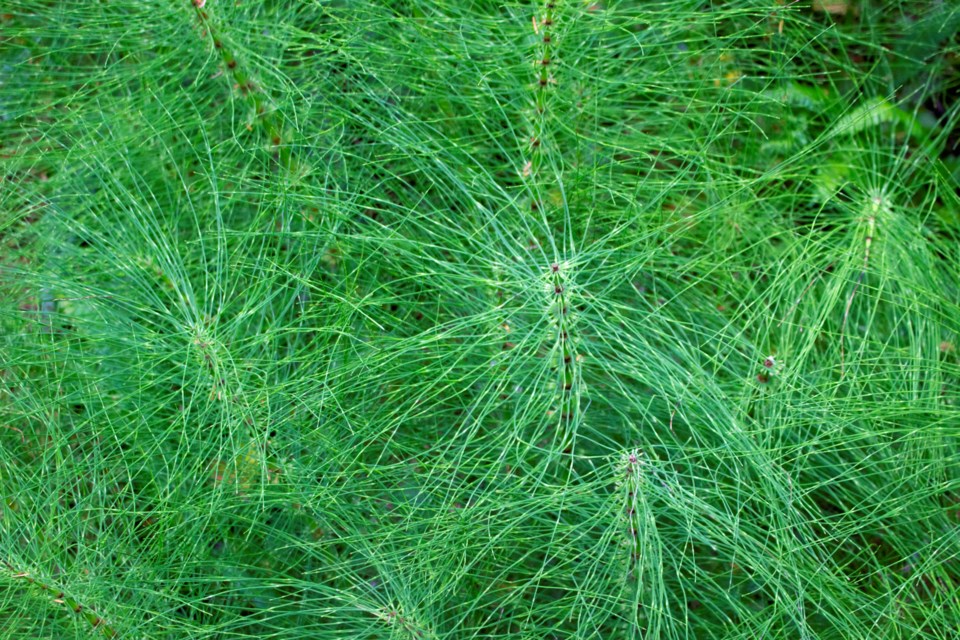 horsetail