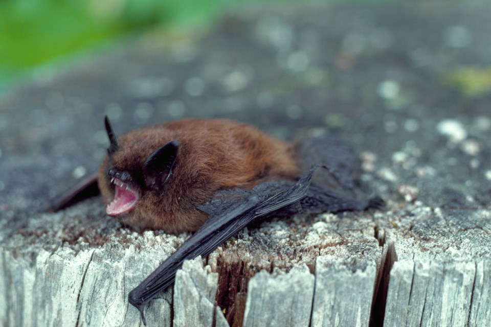 littlebrownbat