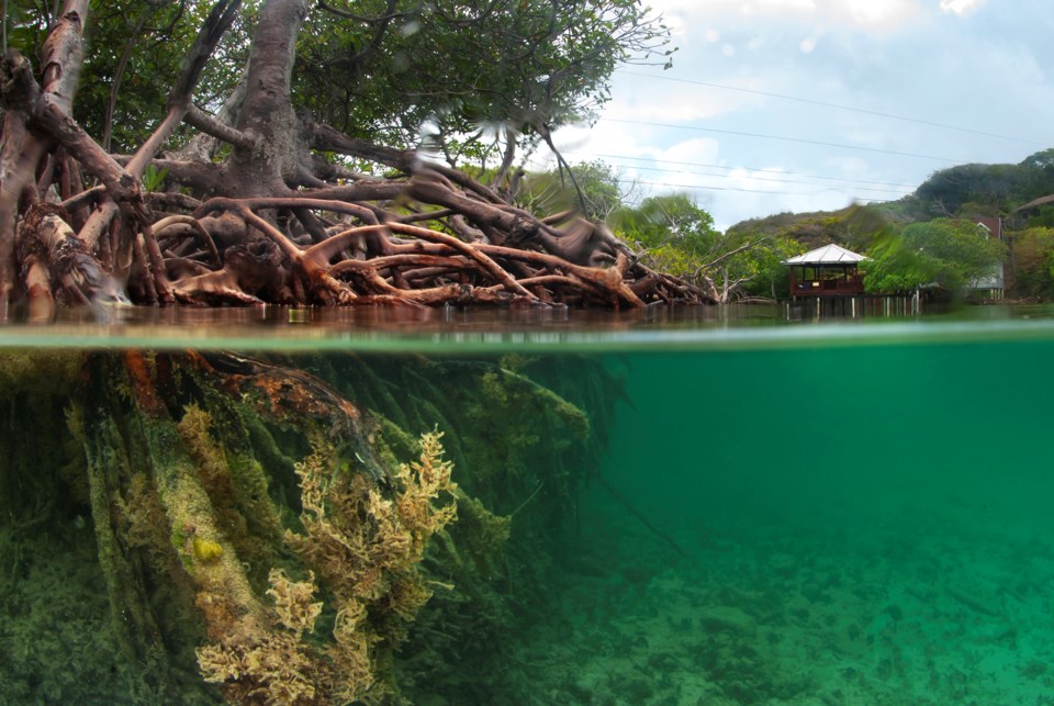 mangroveforeststock