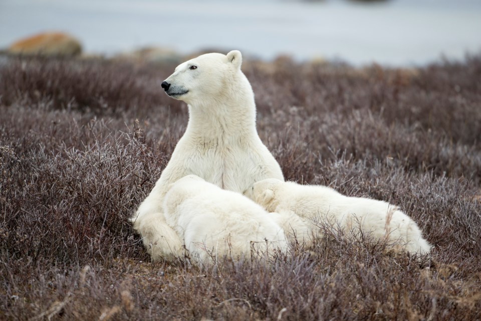 milkingpolarbear