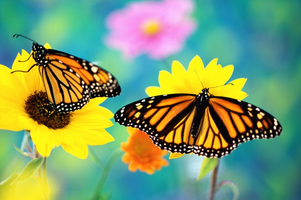 monarchbutterfly