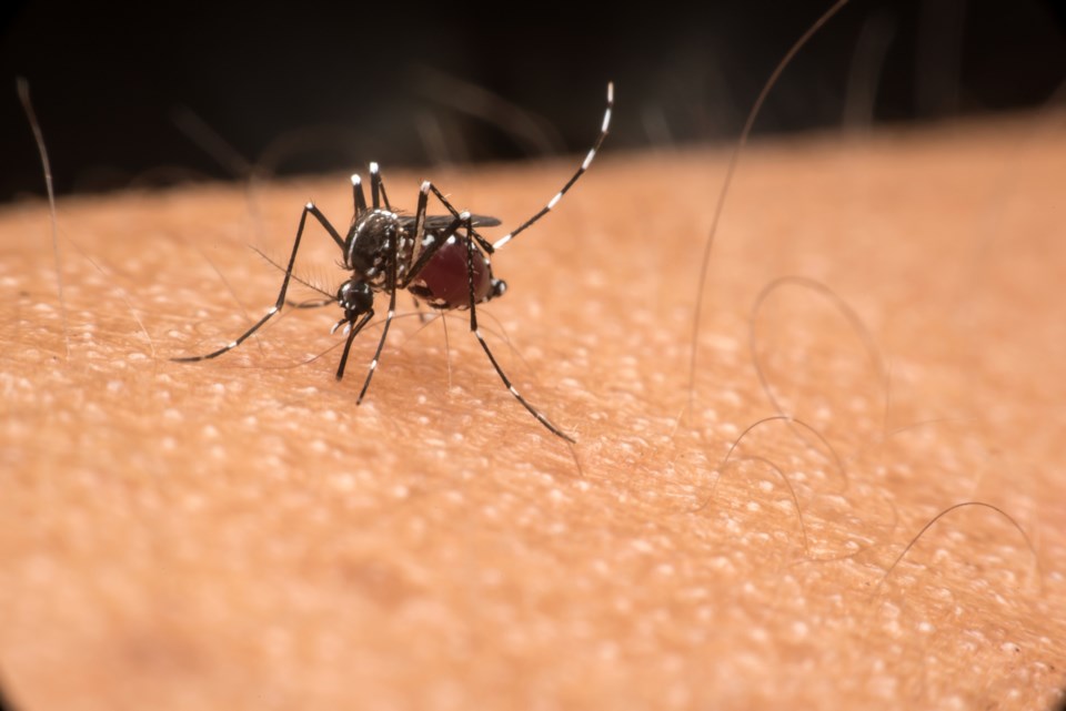 Mosquitobittingsomeone