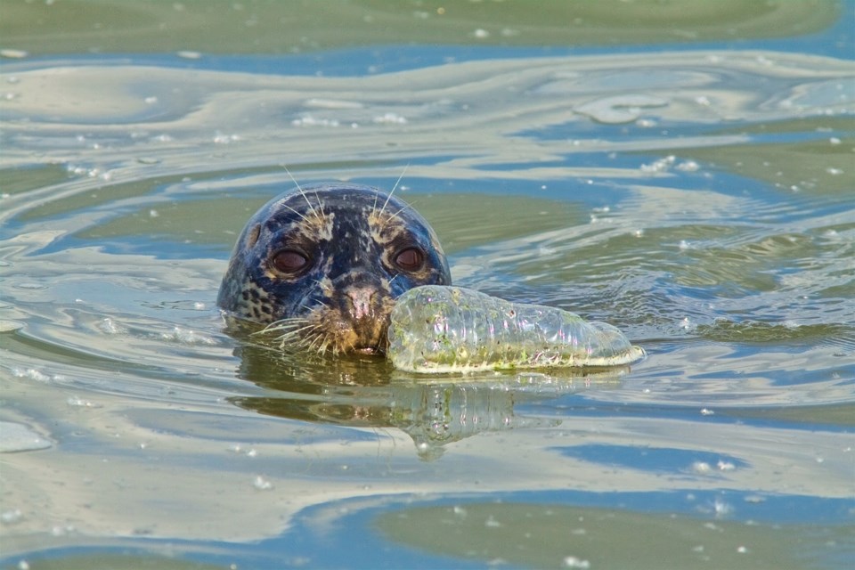 otterwithplasticbottle