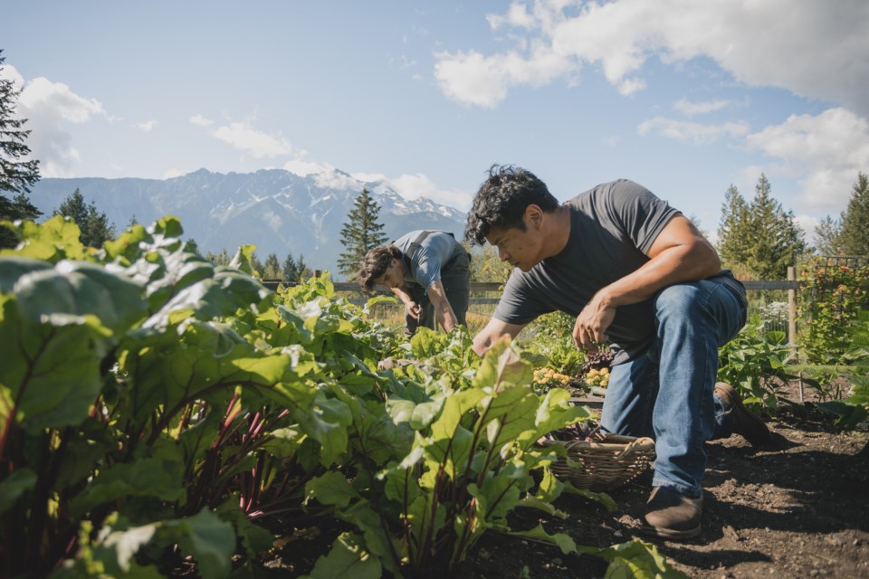 pemberton farmer