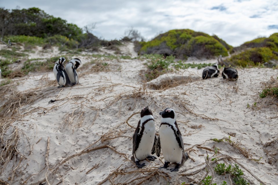 penguinpairinginsouthafrica