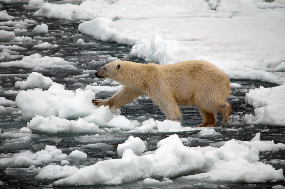 polarbearonice