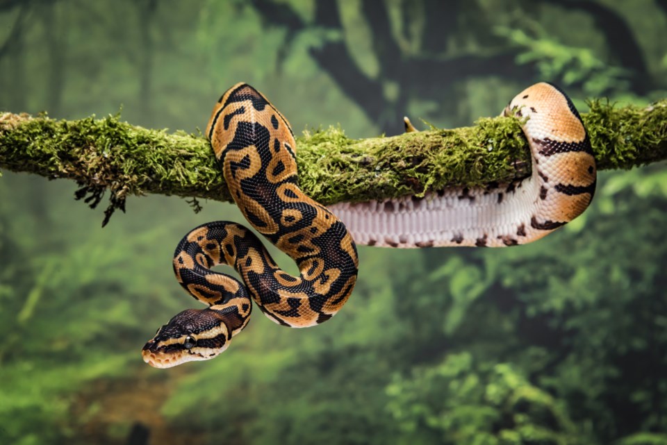 pythonsnake