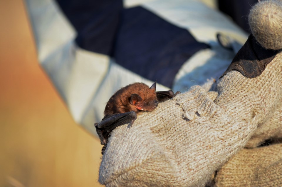 rescuedbrownbat