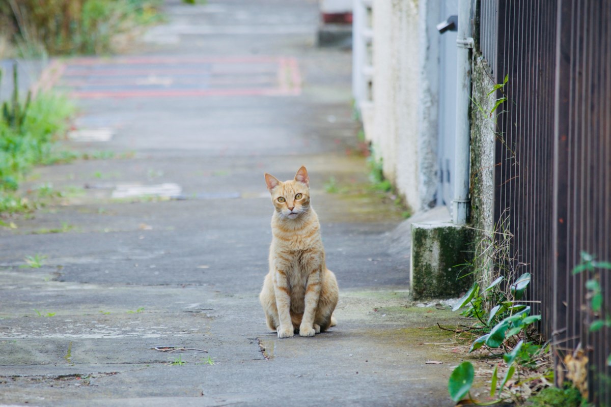 Opinion: Cats that are allowed to roam can spread diseases to humans and wildlife