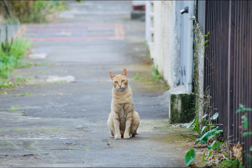 Catnip has no effect on about 20-30% of cats. Interestingly enough, the response is hereditary.