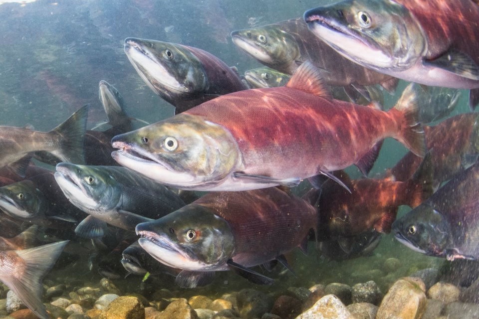 salmonspawning